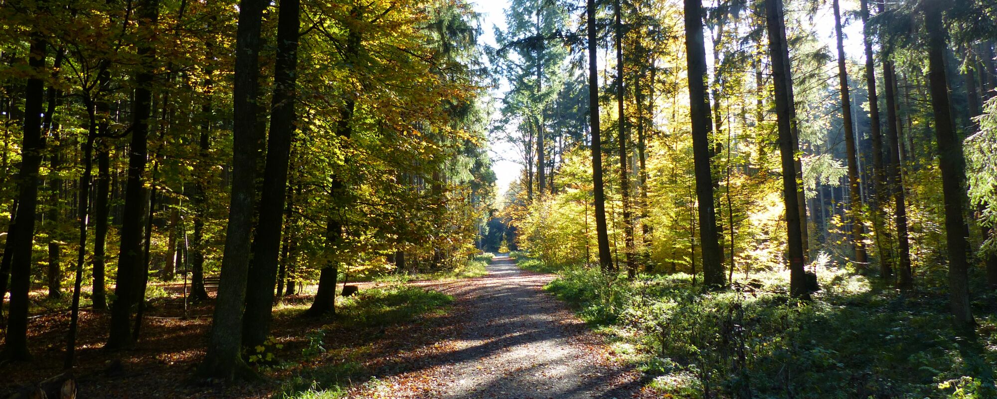 Martina Lechner, Augsburg. Hilfe in schwierigen Lebenslagen. Waldweg © Martina Lechner, Systemische Beratung Augsburg